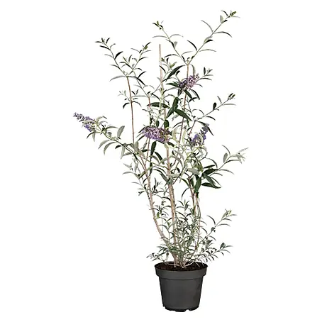 Pflanzen für dich  Sommerflieder 40-60 cm