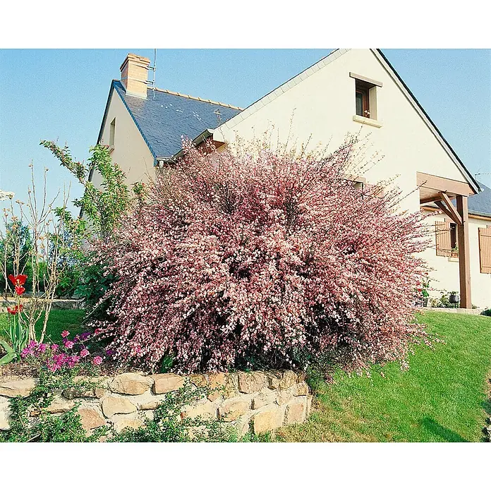 Pflanzen für dich Ginster 40-60 cm - Cytisus praecox 'Hollandia', Mehrfarbig - Großer, dichter Strauch mit vielen kleinen rosa Blüten vor einem hellen Haus.