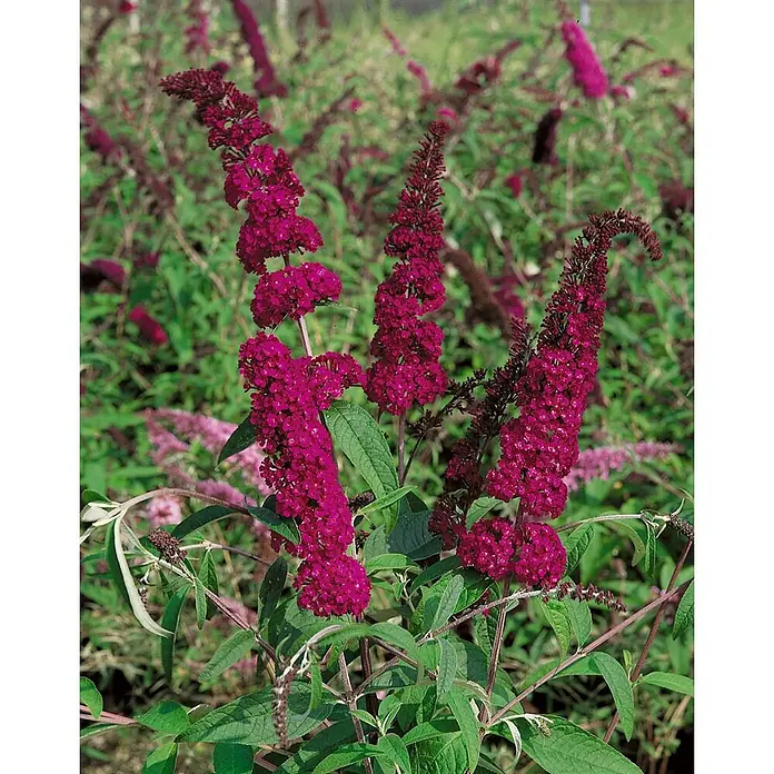 Pflanzen für dich Sommerflieder 40-60 cm - Buddleja davidii 'Sugar Plum', Lila - Lebendige, tief magentafarbene Schmetterlingsfliederblüten.