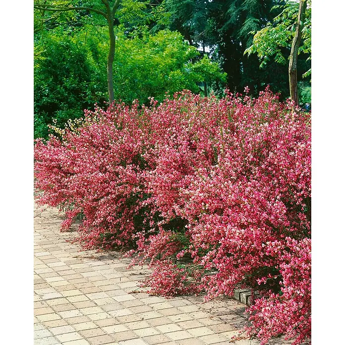 Pflanzen für dich Ginster 40-60 cm - Cytisus praecox 'Hollandia', Mehrfarbig - Reihe leuchtend pinker blühender Sträucher entlang eines gepflasterten Weges in einem üppigen Garten.