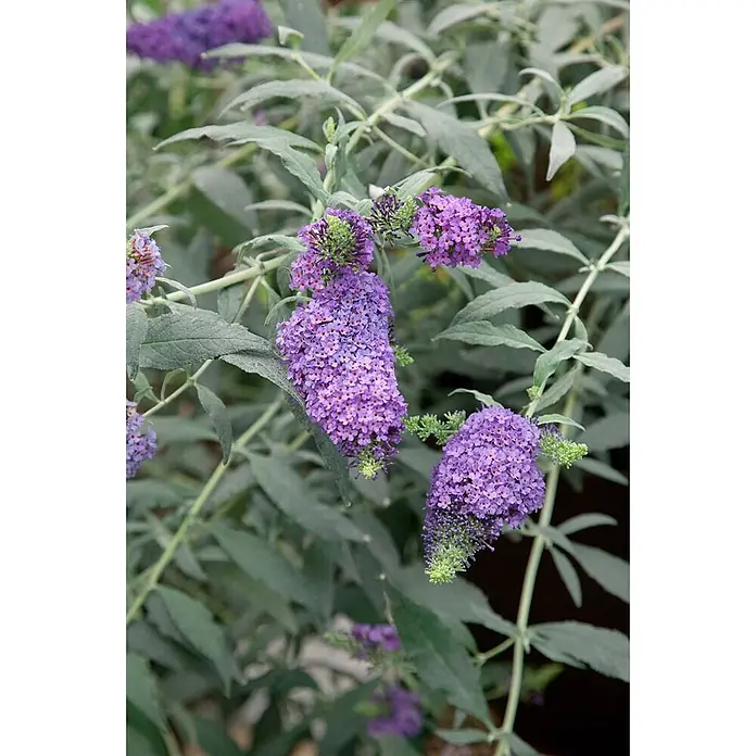 Pflanzen für dich Sommerflieder 40-60 cm - Buddleja davidii 'Buzz Violet', Violett - Leuchtend violette Sommerfliederblüten in Zapfenform, umgeben von silbrig-grünem Laub.