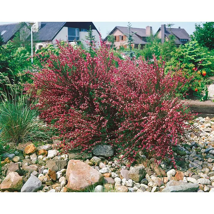 Pflanzen für dich Ginster 40-60 cm - Cytisus praecox 'Hollandia', Mehrfarbig - Großer Strauch mit leuchtend rosafarbenen Blüten in einem Steingarten mit Gräsern und Häusern im Hintergrund.