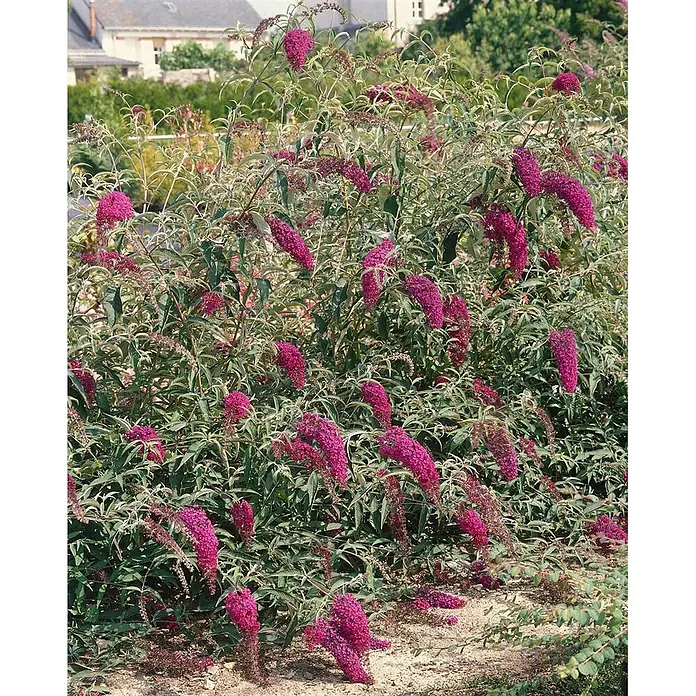Pflanzen für dich Sommerflieder 40-60 cm - Buddleja davidii 'Nanho Purple', Violett - Strauch mit leuchtend magentafarbenen Blütenrispen und grünen Blättern, üppig im Garten wachsend.