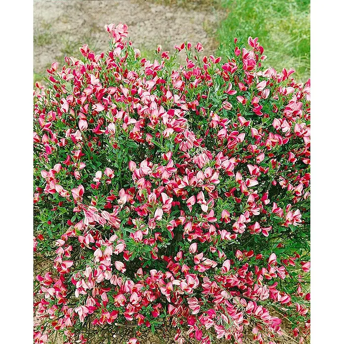 Pflanzen für dich Ginster 40-50 cm - Cytisus scoparius 'Eva', Mehrfarbig - Blühender Strauch mit üppigen, leuchtend rosa und rötlichen Blüten.