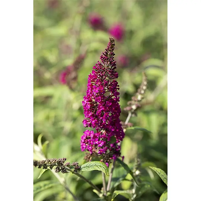 Pflanzen für dich Sommerflieder 40-60 cm - Buddleja davidii 'Nanho Purple', Violett - Leuchtend magentafarbene Schmetterlingsfliederblüten in einer konischen Traube, mit grünen Blättern.