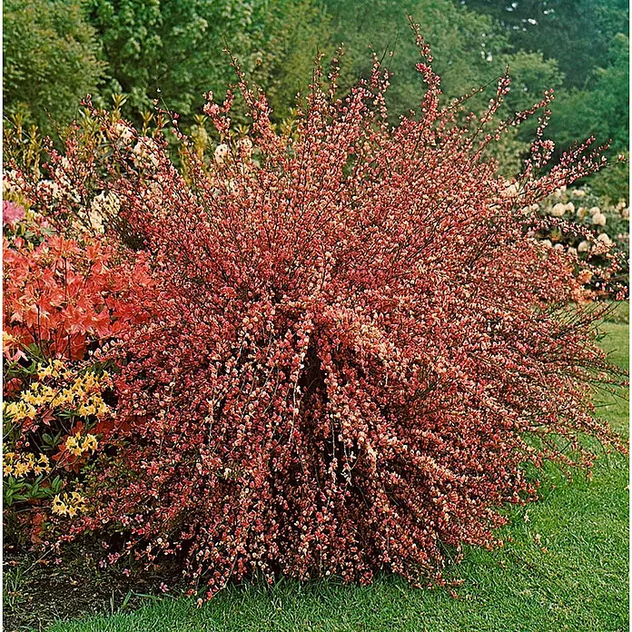 Pflanzen für dich Ginster 40-60 cm - Cytisus praecox 'Hollandia', Mehrfarbig - Ein runder, farbenprächtiger Strauch mit kleinen rot-rosafarbenen Blüten in einem Garten.