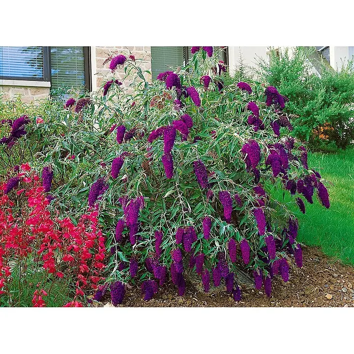 Pflanzen für dich Sommerflieder 40-60 cm - Buddleja davidii 'Nanho Purple', Violett - Großer Strauch mit leuchtend violetten, länglichen Blütenständen und roten Blumen links, in einem Garten.