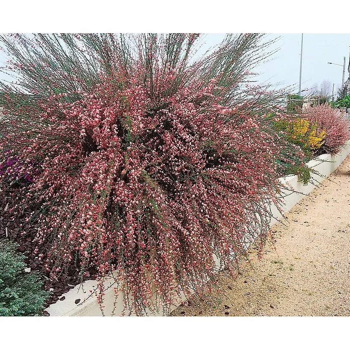 Pflanzen für dich Ginster 40-60 cm - Cytisus praecox 'Hollandia', Mehrfarbig - Buschiger Strauch mit vielen kleinen rosa Blüten, die über ein Beet an einem hellen Weg herabhängen.