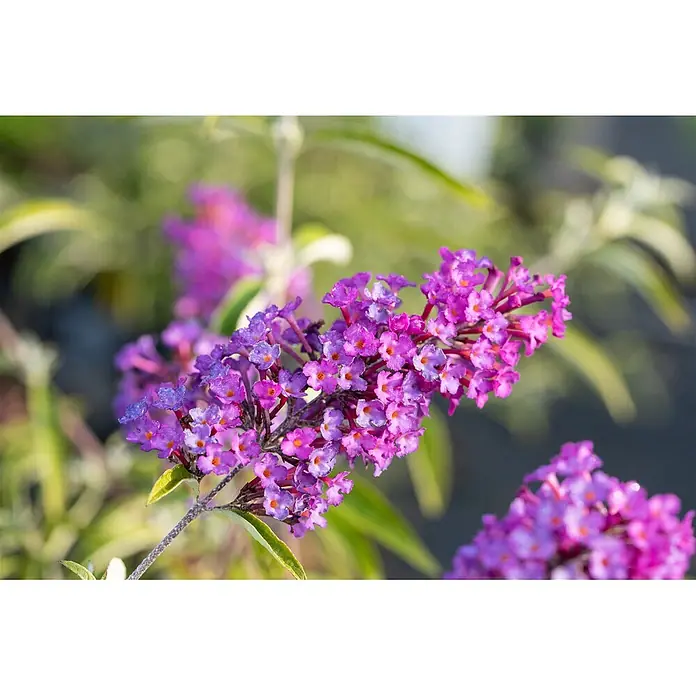 Pflanzen für dich Sommerflieder 40-60 cm - Buddleja davidii 'Nanho Purple', Violett - Üppiger Cluster violetter Blüten mit orangefarbenen Zentren, glänzend von Wassertropfen.
