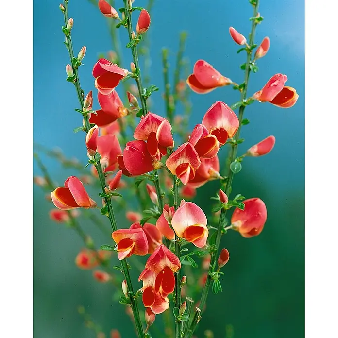Pflanzen für dich Ginster 60-80 cm - Cytisus scoparius 'Johnson's Crimson', Rot - Nahaufnahme leuchtend rot-oranger Ginsterblüten mit Wassertropfen an grünen Stielen.