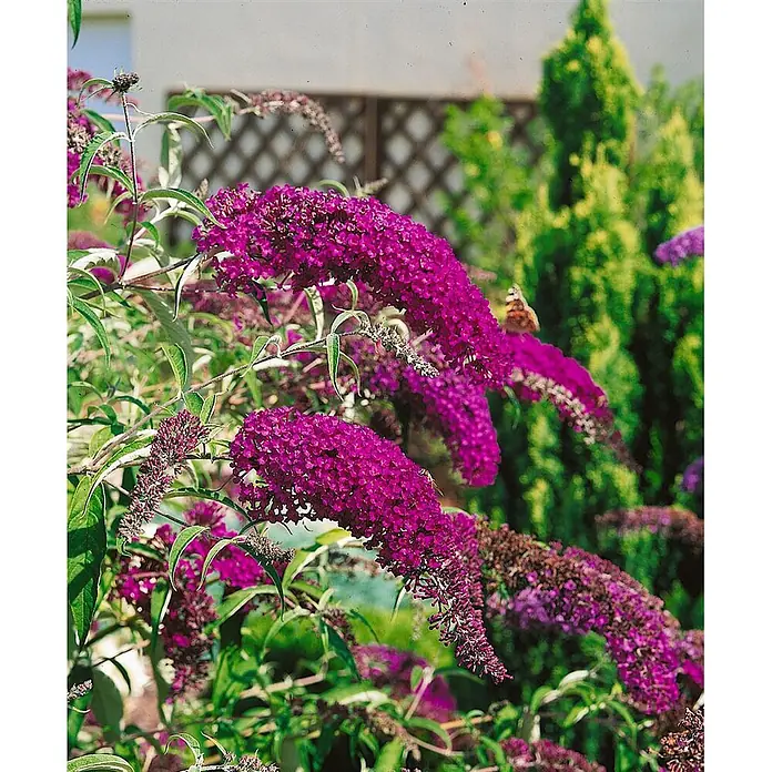 Pflanzen für dich Sommerflieder 40-60 cm - Buddleja davidii 'Nanho Purple', Violett - Leuchtend lila Sommerflieder mit langen, dichten Blütenständen, der einen Schmetterling anzieht, im Garten gezeigt.