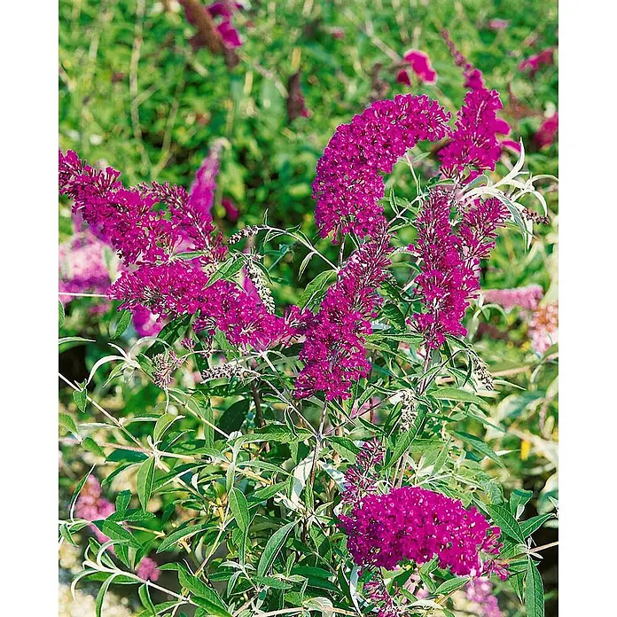 Pflanzen für dich Sommerflieder 40-60 cm - Buddleja davidii 'Nanho Purple', Violett - Lebhafter magentafarbener Schmetterlingsflieder mit langen, konischen Blütenständen und grünen Blättern.