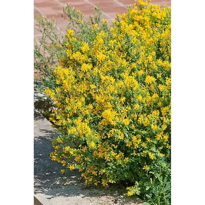 Pflanzen für dich Ginster 40-60 cm - Genista tinctoria 'Royal Gold', Gelb - Lebhafter, gelb blühender Strauch mit zahlreichen kleinen Blüten, in einem Garten neben Steinstufen.