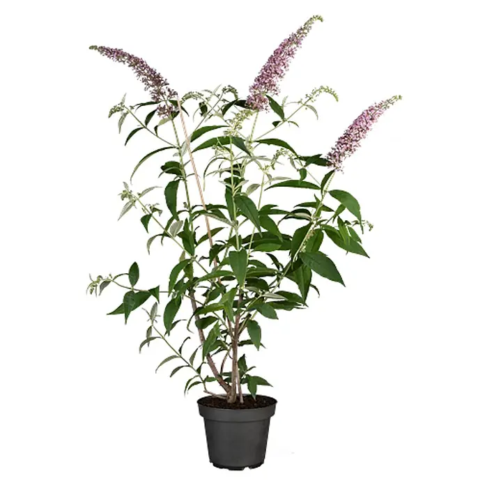 Pflanzen für dich Sommerflieder 40-60 cm - Buddleja davidii 'Pink Delight', Rosa - Topfpflanze mit grünen Blättern und hohen violetten Blütenständen in einem dunkelgrauen Topf.