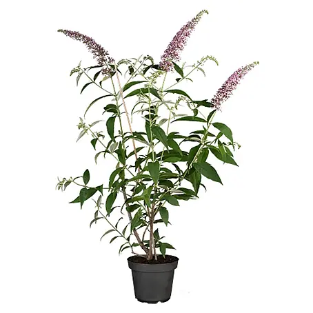Pflanzen für dich  Sommerflieder 40-60 cm