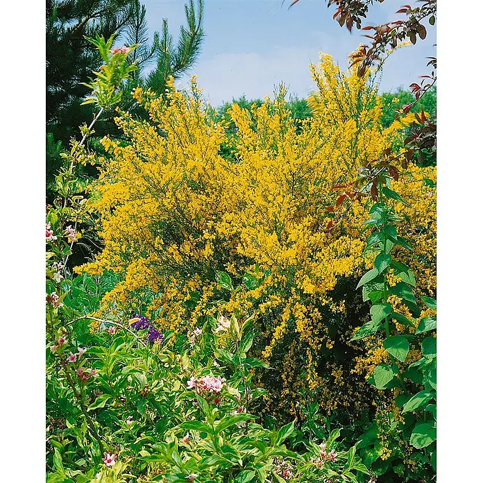 Pflanzen für dich Ginster 30-40 cm - Genista tinctoria, Gelb - Leuchtend gelb blühender Strauch in einem üppigen Garten, umgeben von grünem Laub und anderen farbigen Pflanzen.