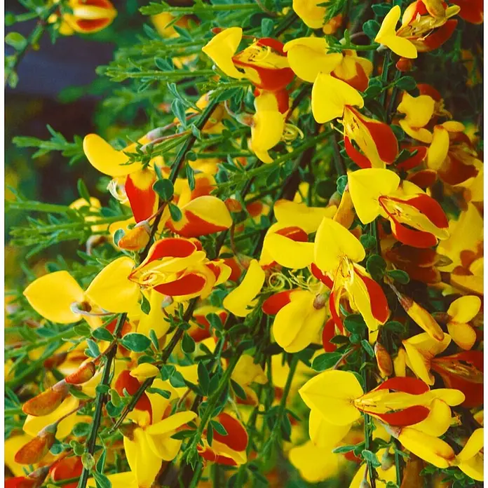 Pflanzen für dich Ginster 30-40 cm - Cytisus scoparius 'Firefly', Mehrfarbig - Leuchtend gelbe und rote Ginsterblüten an grünen Zweigen.