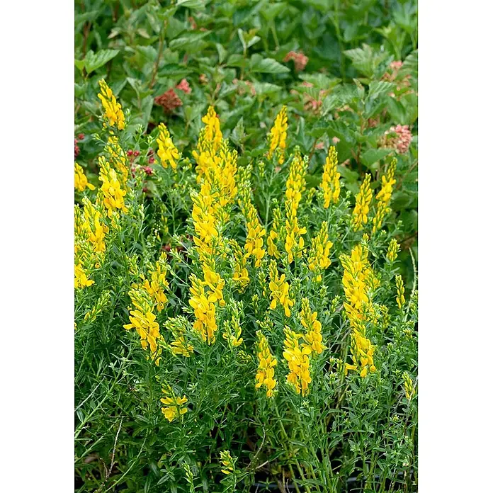 Pflanzen für dich Ginster 40-60 cm - Genista tinctoria 'Royal Gold', Gelb - Gelbe Blüten auf grünen Pflanzen blühen in einem Garten.