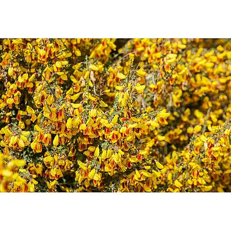 Pflanzen für dich  Ginster 30-40 cm
