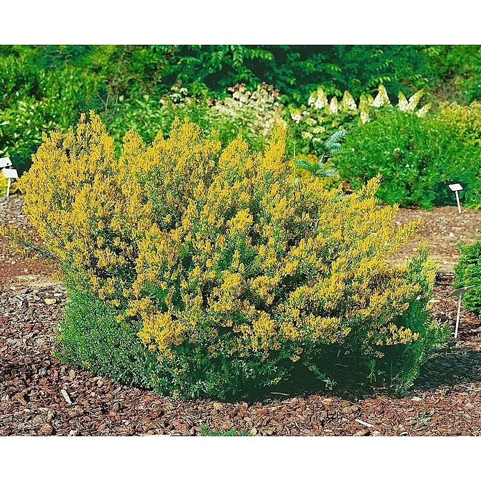 Pflanzen für dich Ginster 30-40 cm - Genista tinctoria, Gelb - Ein dichter Strauch mit leuchtend gelben Blüten und grünen Blättern, in einem Gartenbeet gepflanzt.