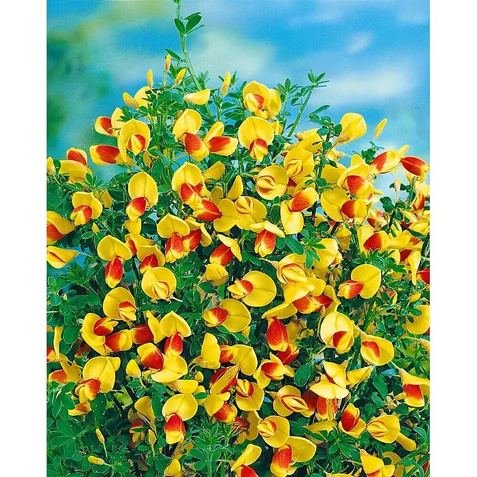 Pflanzen für dich Ginster 30-40 cm - Cytisus scoparius 'Firefly', Mehrfarbig - Busch mit gelb-roten Schmetterlingsblüten und grünen Blättern vor blauem Himmel.