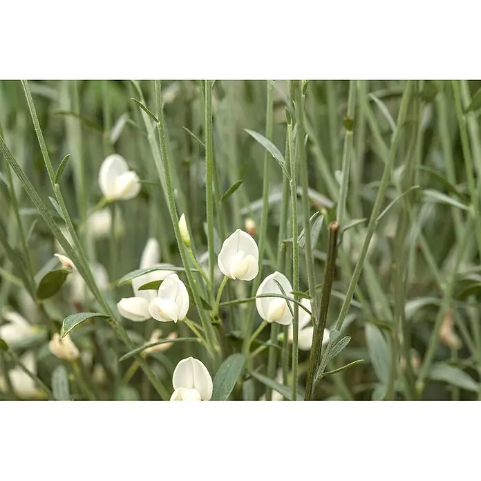Pflanzen für dich Ginster 30-40 cm - Cytisus praecox 'White Lion', Weiß - Weiße schmetterlingsförmige Blüten zwischen schlanken grünen Stängeln und Blättern.