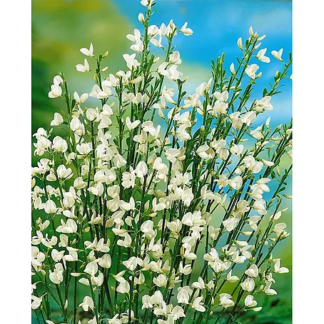 Pflanzen für dich  Ginster 30-40 cm