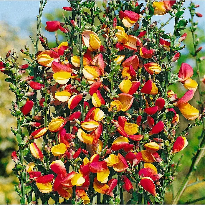 Pflanzen für dich Ginster 60-80 cm - Cytisus scoparius 'Erlkönig', Rot - Blühende Pflanze mit zahlreichen roten und gelben Blüten an grünen Stängeln.