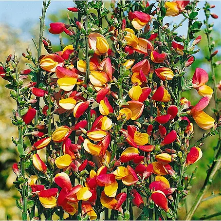 Pflanzen für dich  Ginster 60-80 cm