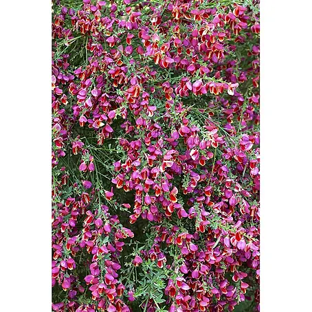 Pflanzen für dich  Ginster 60-80 cm