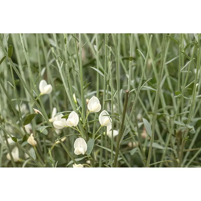 Pflanzen für dich Ginster 30-40 cm - Cytisus praecox 'White Lion', Weiß - Weiße, erbsenähnliche Blüten blühen an schlanken grünen Stängeln.