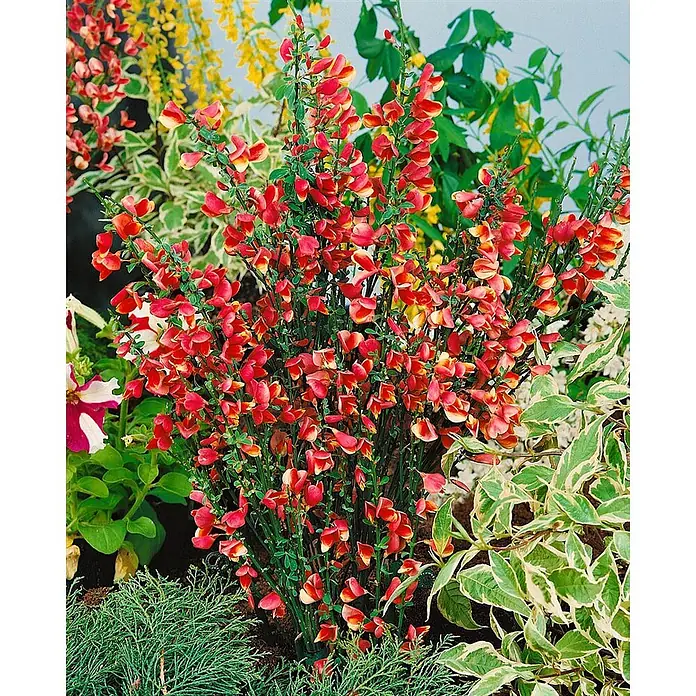 Pflanzen für dich Ginster 40-60 cm - Cytisus scoparius 'Andreanus Splendens', Mehrfarbig - Zweifarbiger rot-gelber Ginsterstrauch blüht in einem Garten.