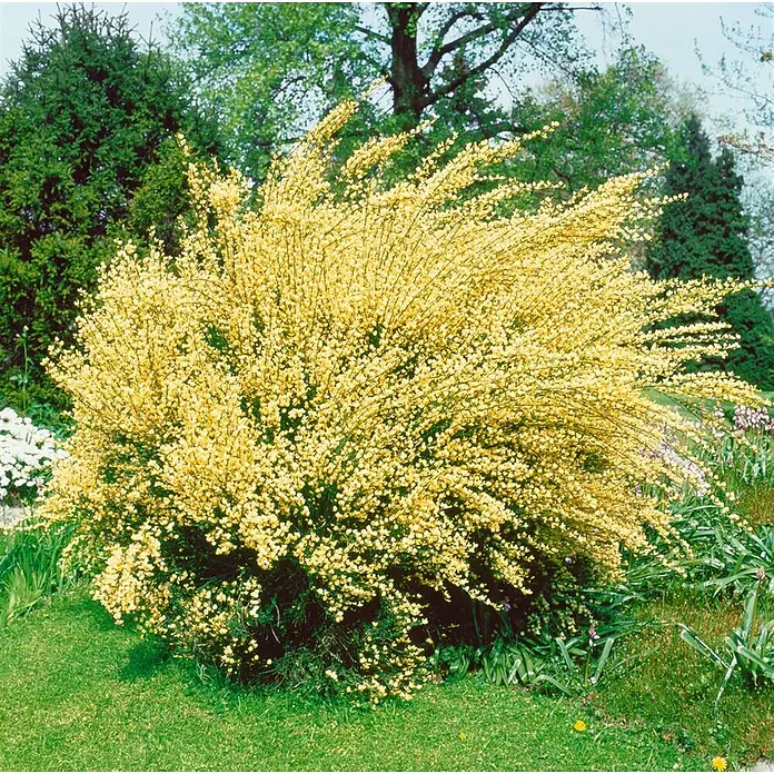 Pflanzen für dich Ginster 30-40 cm - Cytisus praecox, Creme - Leuchtend gelb blühender Ginsterbusch in einem Garten.