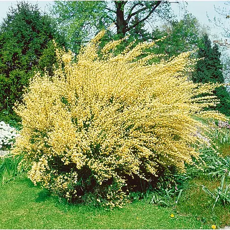 Pflanzen für dich  Ginster 30-40 cm
