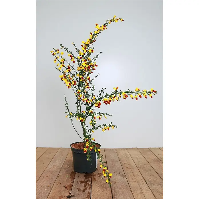 Pflanzen für dich Ginster 30-40 cm - Cytisus scoparius 'Dragonfly', Mehrfarbig - Topfpflanze mit leuchtend gelben und roten Blüten und grünen Stielen, in einem schwarzen Topf.