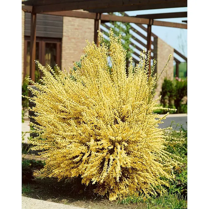 Pflanzen für dich Ginster 30-40 cm - Cytisus praecox, Creme - Ein leuchtend gelber Blütenstrauch, dicht mit kleinen Blüten bedeckt, in einem Garten neben einem Haus gepflanzt.