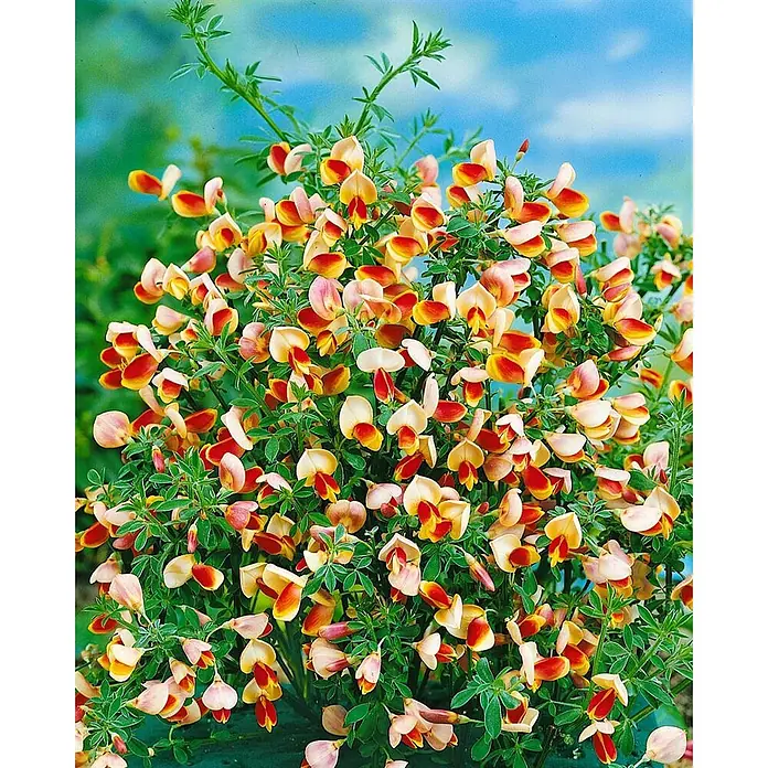 Pflanzen für dich Ginster 30-40 cm - Cytisus scoparius 'Dragonfly', Mehrfarbig - Buschige Pflanze mit grünen Blättern und zahlreichen gelben, orangen und roten schmetterlingsförmigen Blüten.