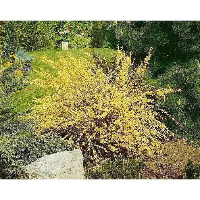 Pflanzen für dich Ginster 30-40 cm - Cytisus praecox, Creme - Leuchtend gelb blühender Strauch in einem Garten mit grünen Pflanzen und einem großen Stein.