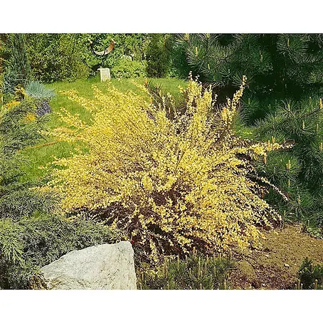 Pflanzen für dich  Ginster 40-50 cm