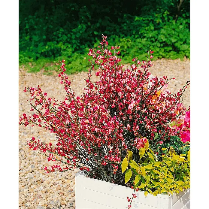 Pflanzen für dich Ginster 30-40 cm - Cytisus praecox, Creme - Leuchtend pinkblühende Pflanze in einem weißen Pflanzgefäß mit gelbem Laub, draußen auf einem Kiesweg.