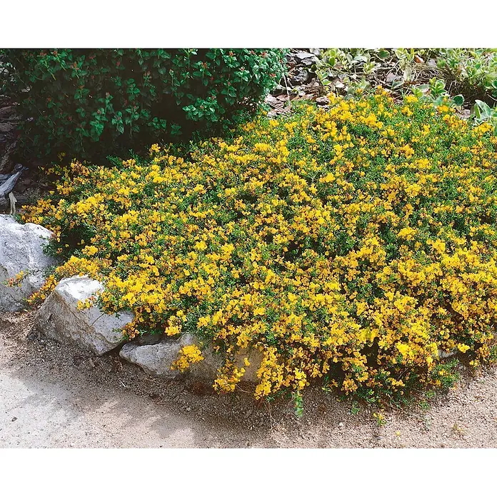 Pflanzen für dich Ginster 20-30 cm - Genista pilosa, Gelb - Niedrig wachsende Pflanze mit üppigen gelben Blüten und grünem Laub, die über Felsen rankt.