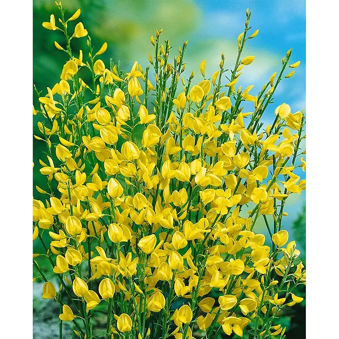 Pflanzen für dich Ginster 30-40 cm - Cytisus praecox, Creme - Leuchtend gelbe Ginsterblüten an grünen Stielen.