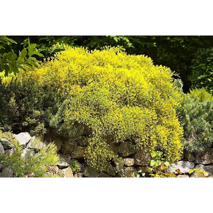 Pflanzen für dich Ginster 20-30 cm - Genista lydia, Gelb - Leuchtend gelber blühender Ginsterstrauch, der über eine Steinmauer in einem Garten herabfällt.