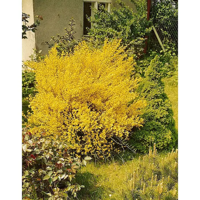 Pflanzen für dich Ginster 30-40 cm - Cytisus praecox, Creme - Ein großer, leuchtend gelb blühender Strauch in einer Gartenumgebung.