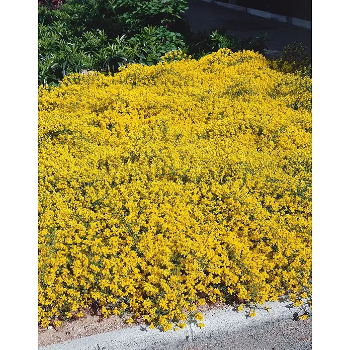 Pflanzen für dich Ginster 20-30 cm - Genista pilosa, Gelb - Leuchtend gelb blühende Bodendecker entlang einer Betonbegrenzung.