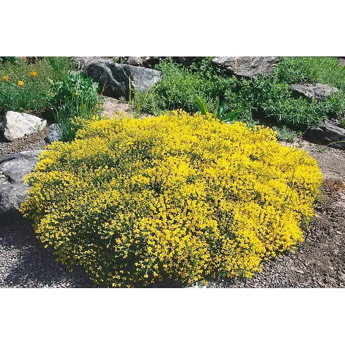 Pflanzen für dich Ginster 20-30 cm - Genista pilosa 'Goldilocks', Gelb - Dichter Strauch mit leuchtend gelben Blüten in einem Steingarten.