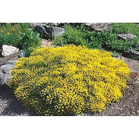 Pflanzen für dich  Ginster 20-30 cm