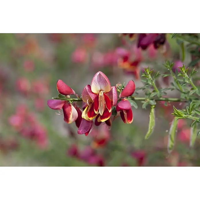 Pflanzen für dich Ginster 40-60 cm - Cytisus scoparius 'Goldfinch', Mehrfarbig - Leuchtend rote und gelbe Blüten mit grünen Blättern an einem Zweig.