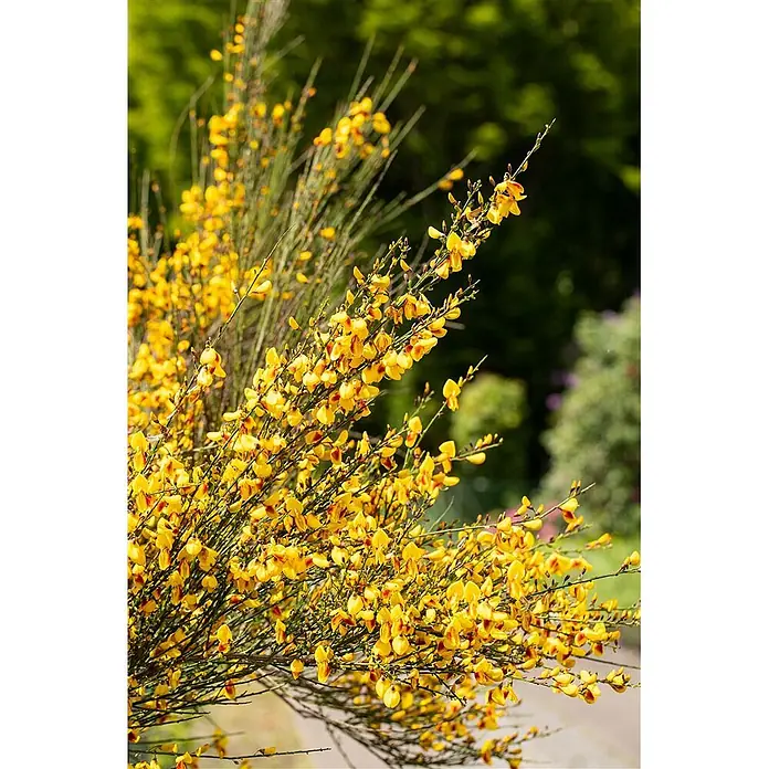 Pflanzen für dich Ginster 30-40 cm - Cytisus scoparius 'Jessica', Rosa - Strauch mit zahlreichen leuchtend gelben Blüten, teils mit roten Markierungen.