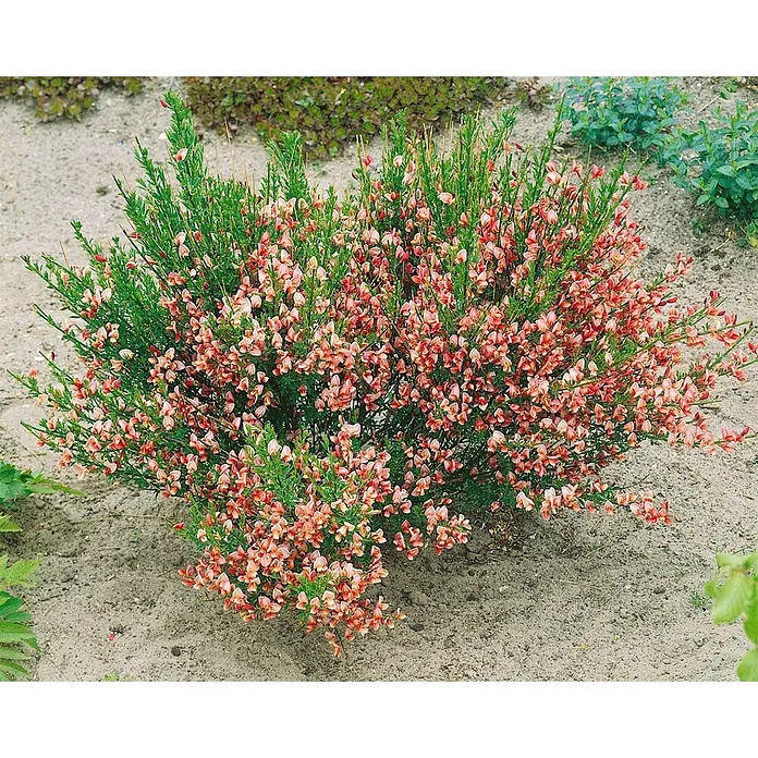 Pflanzen für dich Ginster 60-80 cm - Cytisus scoparius 'Criterion', Gelb - Blühender Busch mit dichtem grünen Laub und zahlreichen lachsrosa Blüten, in sandigem Gartenboden gepflanzt.